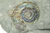 Ten Iridescent Ammonite (Psiloceras) Fossils On Shale - England #350965-2